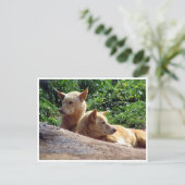 Dingo Postkarte (Stehend Vorderseite)