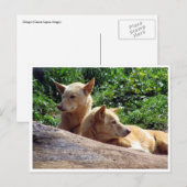Dingo Postkarte (Vorne/Hinten)