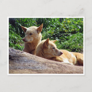 Dingo Postkarte