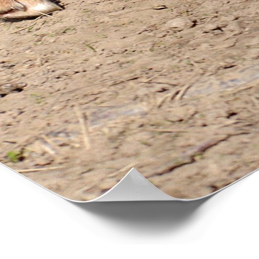 Dingo Walking Poster (Ecke)