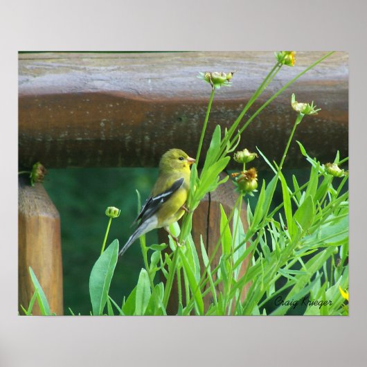 Dining Goldfinch Poster (Vorne)