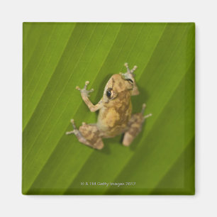 Dink Frosch (Eleutherodactylus-Diastema) auf einem Magnet