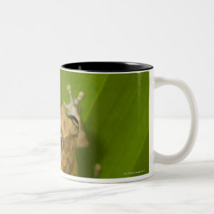 Dink Frosch (Eleutherodactylus-Diastema) auf einem Zweifarbige Tasse