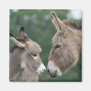 Dinky Esel Magnet