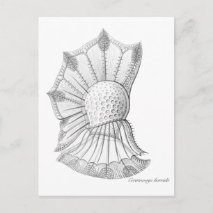 Dinoflagellat Postkarte