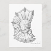 Dinoflagellat Postkarte (Vorderseite)