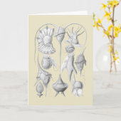 Dinoflagellates Karte (Gelbe Blume)