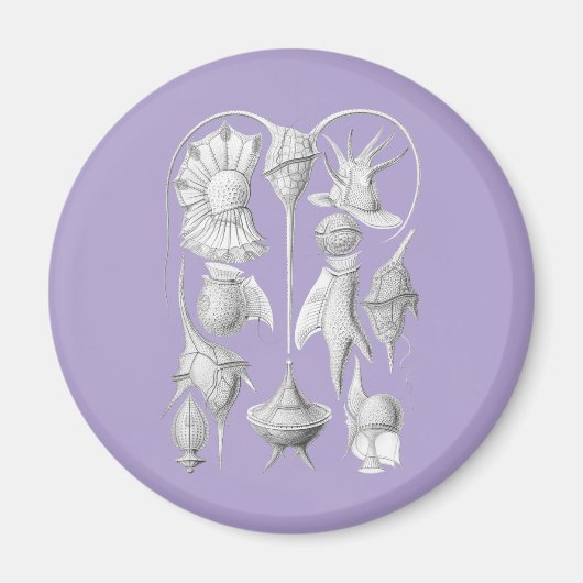 Dinoflagellates Magnet (Vorne)