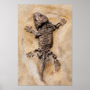 Dinosaur Fossil Poster