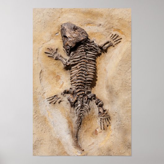 Dinosaur Fossil Poster (Vorne)
