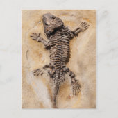 Dinosaur Fossil Postkarte (Vorderseite)