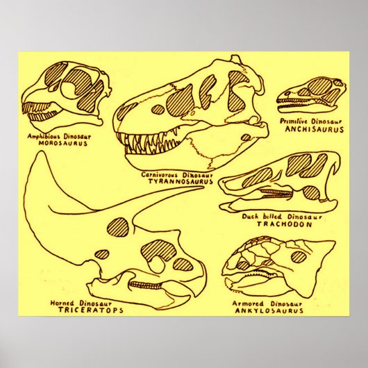 Dinosaur Skulls Poster (Vorne)