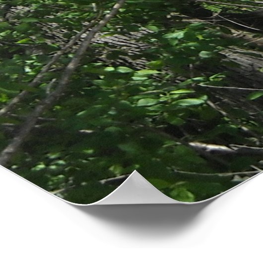 Dinosaur Triceratops Poster (Ecke)