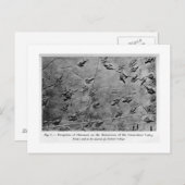 Dinosaurier Fußabdrücke Kunst Postkarte (Vorne/Hinten)