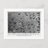 Dinosaurier Fußabdrücke Kunst Postkarte (Vorderseite)
