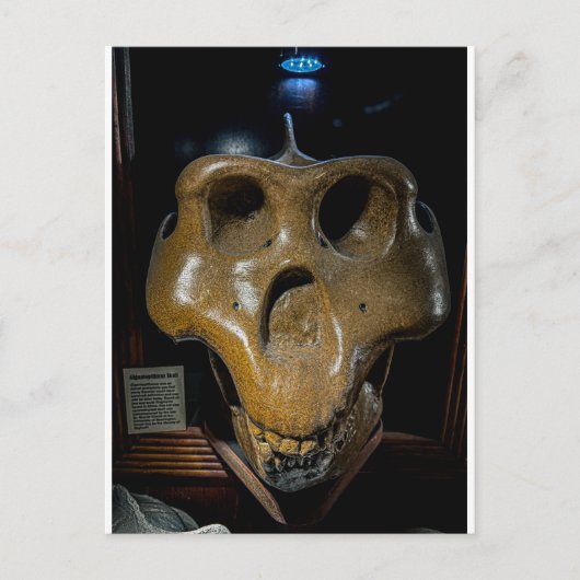 Dinosaurier-Schädel Postkarte (Vorderseite)