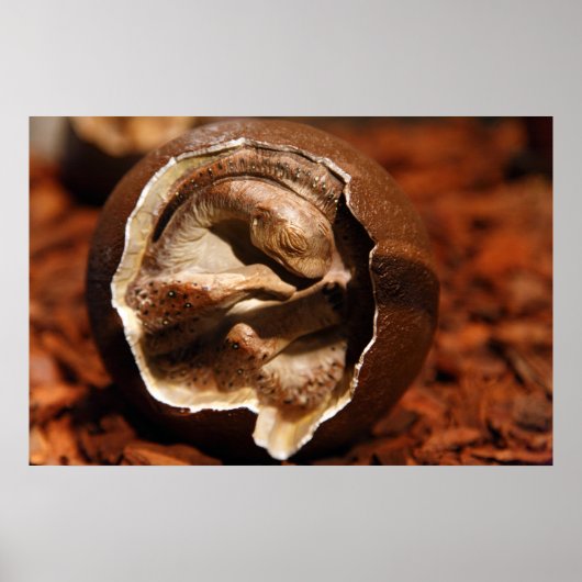 Dinosaurierei mit Embryo Poster (Vorne)
