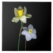 Dioden Große (6" x 6") Keramik Foto Tile Fliese (Vorderseite)