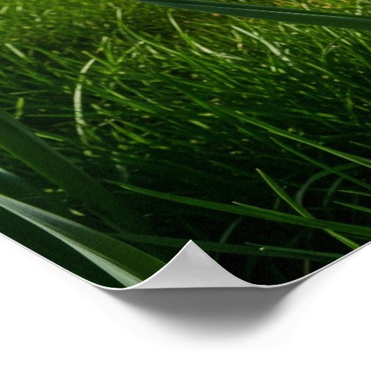 Dioden in Bloom Poster (Ecke)