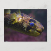 Diodon holocanthus postkarte (Vorderseite)