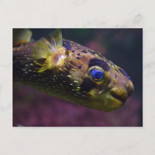 Diodon holocanthus postkarte (Vorderseite)