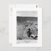 Diplodocus dinosaurig graben Kunst Postkarte (Vorne/Hinten)