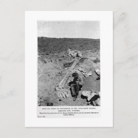 Diplodocus dinosaurig graben Kunst Postkarte (Vorderseite)