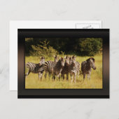 Direkt bei Ihnen - zebras safari wild Postkarte (Vorne/Hinten)