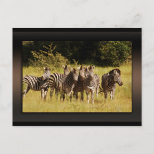 Direkt bei Ihnen - zebras safari wild Postkarte