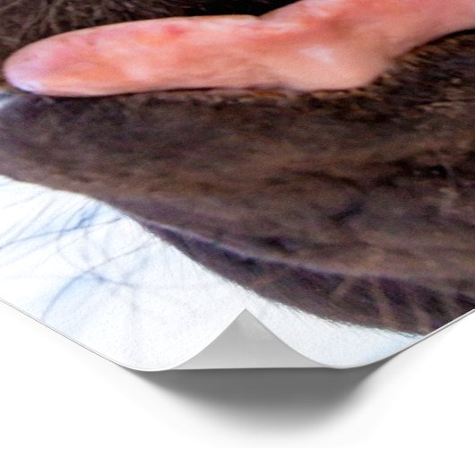 Direkt vom Mund-Zwergtier Poster (Ecke)