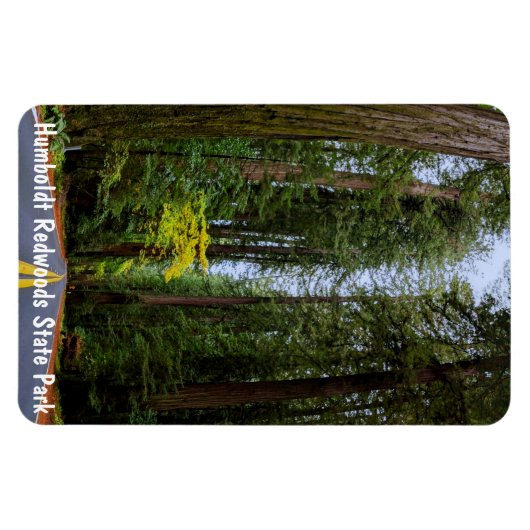 Direkte Straße durch den Misty Redwood Forest m Magnet (Horizontal)