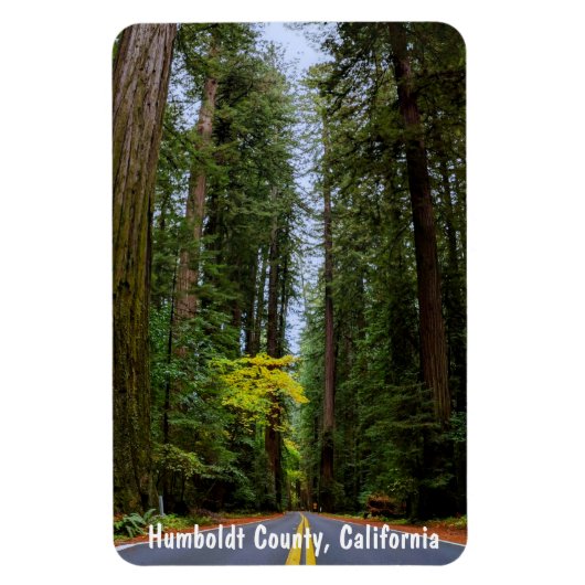 Direkte Straße durch den Misty Redwood Forest m Magnet (Vertikal)