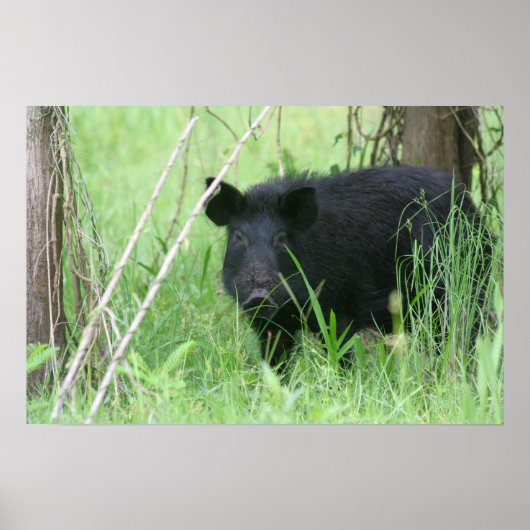 Dirty Nose Poster (Vorne)