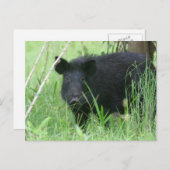 Dirty Nose Postkarte (Vorne/Hinten)