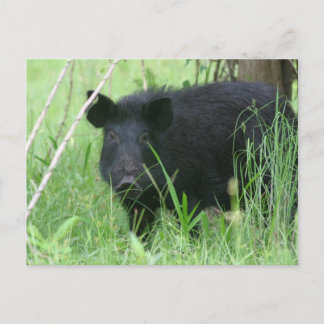 Dirty Nose Postkarte