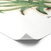 Disa uniflora (als D grandiflora) Poster (Ecke)