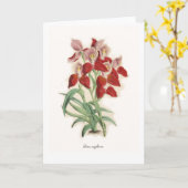 Disa uniflora karte (Gelbe Blume)