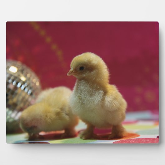 Disco Chicks Fotoplatte (Vorderseite)