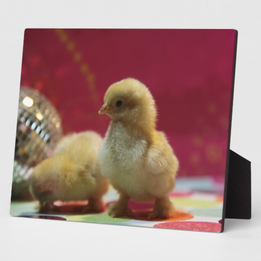 Disco Chicks Fotoplatte (Seite)