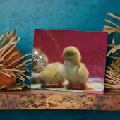 Disco Chicks Fotoplatte (Seite)