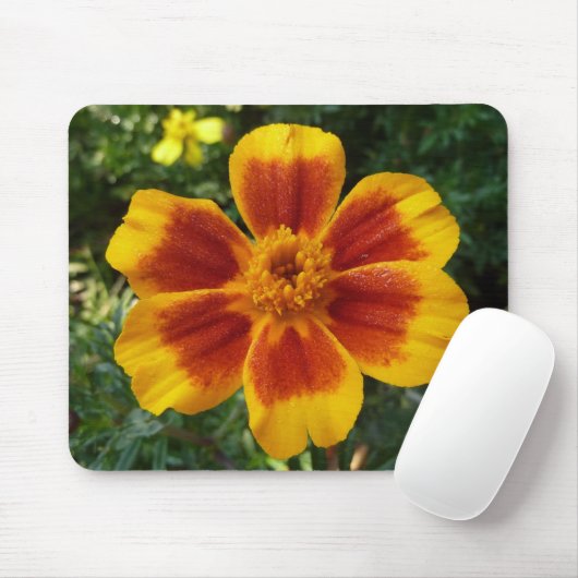 Disco Marigold Orange and Red Summer Blume Mousepad (Mit Mouse)