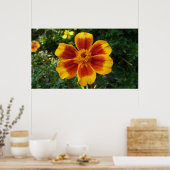 Disco Marigold Orange and Red Summer Blume Poster (Küche)