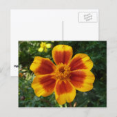 Disco Marigold Orange and Red Summer Blume Postkarte (Vorne/Hinten)