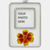 Disco Marigold Orange and Red Summer Blume Rahmen-Ornament Silber (Vorderseite)