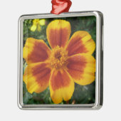 Disco Marigold Orange and Red Summer Blume Silbernes Ornament (Links)