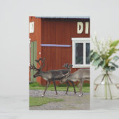 DISCO-ROTWILD BRIEFPAPIER (Stehend Vorderseite)