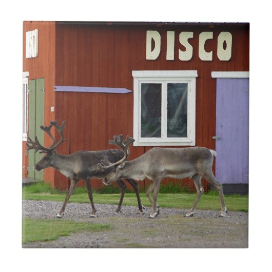 DISCO-ROTWILD FLIESE (Vorderseite)