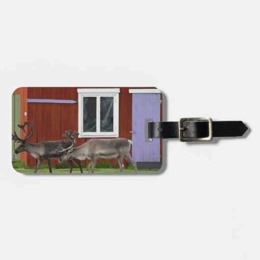 DISCO-ROTWILD GEPÄCKANHÄNGER (Vorderseite horizontal)