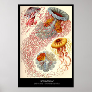 Discomedusae - Platte 8 - Kunstformen der Natur Poster