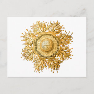 Discomedusae Postkarte